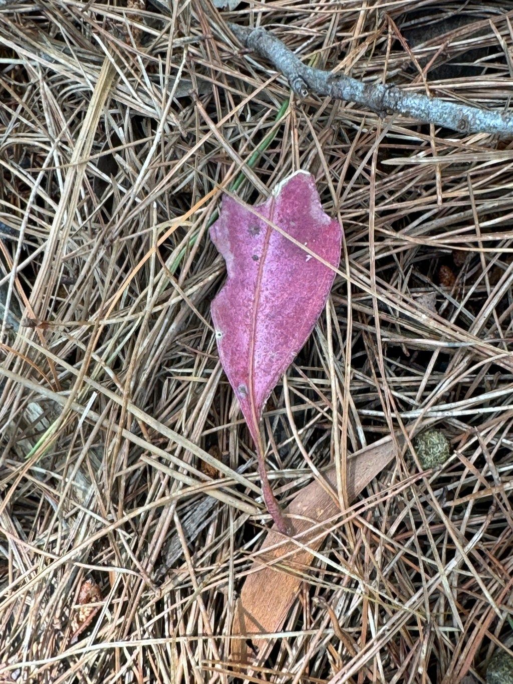 Conversations with my&nbsp;guides